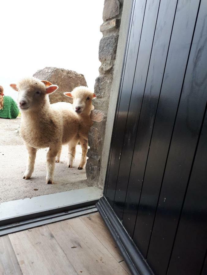 Villa Old Irish Farmhouse Dingle Exterior foto